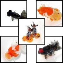 Kerti tavi, akváriumi osztott-farkú aranyhalak