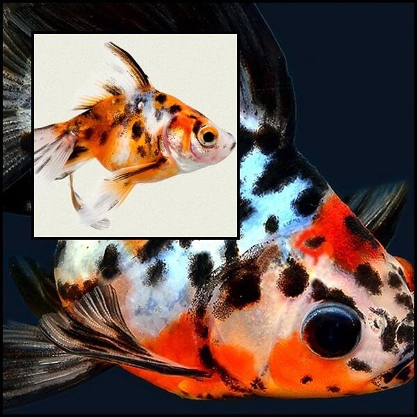 Calico osztottfarkú aranyhal