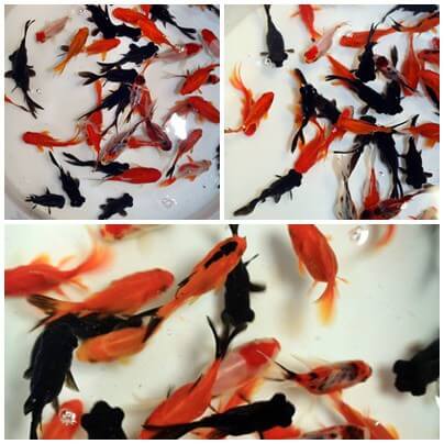 Kerti tavi aranyhal mix