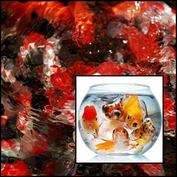 Butterfly mix pillangó farkú aranyhal