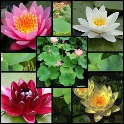 Tavirózsák és lótuszok